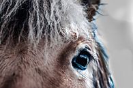 oog van een paard fotoposter of  wanddecoratie van Edwin Hunter thumbnail