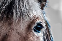 oog van een paard fotoposter of  wanddecoratie