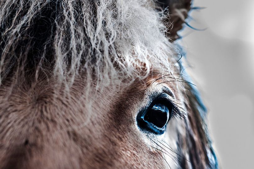 oog van een paard fotoposter of  wanddecoratie van Edwin Hunter