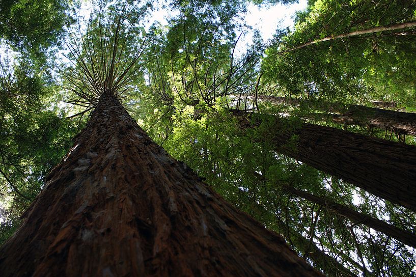 Les séquoias à Rotorua par Jeroen van Deel