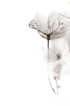 Getrocknete Hortensien