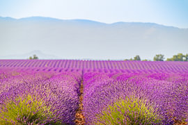 Lavendelblüten in der Provence an einem Sommertag von Sjoerd van der Wal Fotografie