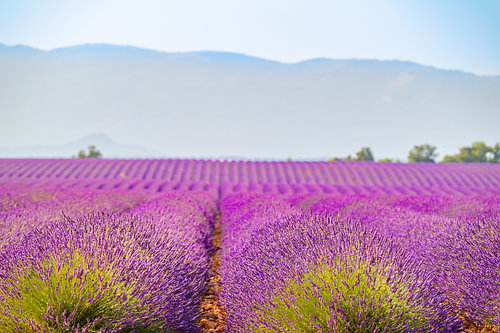 Lavendel in bloei tijdens de zomer in de Provence