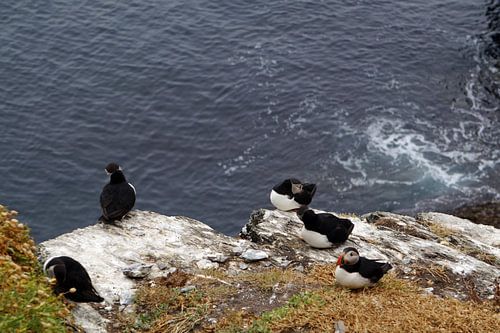 Papegaaiduikers op het eiland Skellig Michael in Ierland