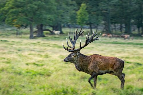 Red deer in action