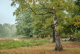 Bouleau argenté avec les premiers signes de l'automne sur un fond brumeux sur Jan van der Vlies