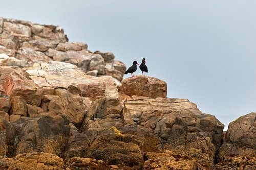 African Black Oystercatcher