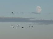 Avondvlucht van Astrid Koopmans thumbnail