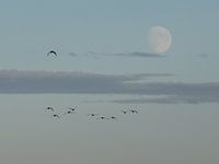 Avondvlucht