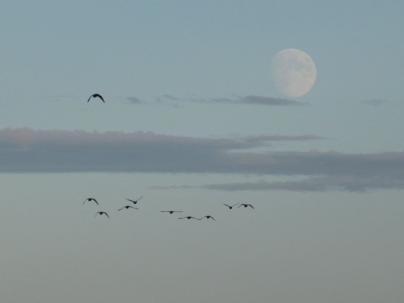 Avondvlucht van Astrid Koopmans
