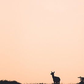 A deer in the beautiful light by Sem Scheerder