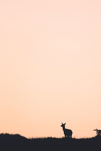 A deer in the beautiful light by Sem Scheerder