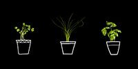 Herbes en pot