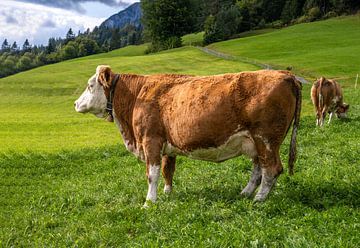 Glückliche Kühe in den Alpen von ManfredFotos