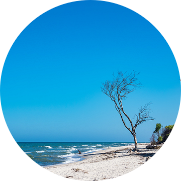 Trees on the Baltic Sea coast van Rico Ködder