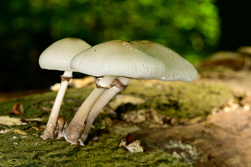 Drei Pilze auf einem Baumstamm