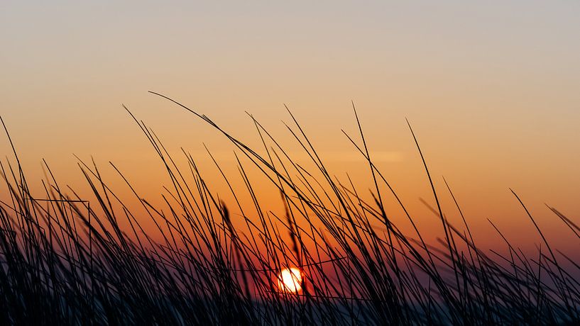 Der Sonnenuntergang über dem Meer, gesehen durch das Dünengras auf der Spitze der Düne von Alex Hamstra
