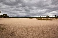 Loonse and Drunense Duinen in Nederland
