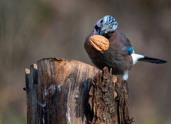 Vlaamse Gaai is een echte schreeuwekster
