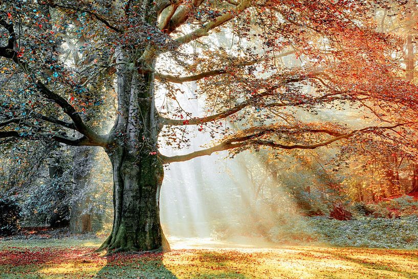 The Sunny Beech by Lars van de Goor