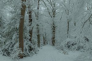Hiver, neige dans le Wilgenhof de Beetsterzwaag Opsterland Friesland
