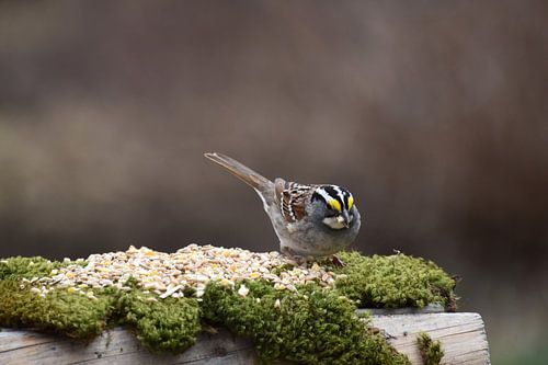Een mus bij de tuinvoeder
