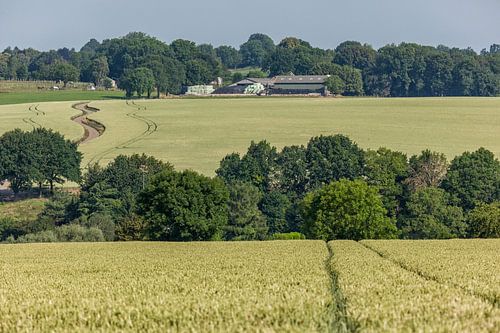 Graanvelden rond de gemeente Simpelveld