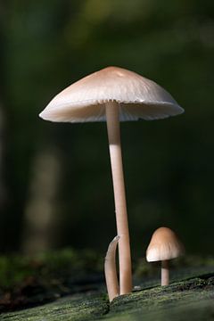 een grote en kleine paddenstoel in het bos van W J Kok