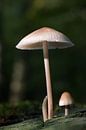 een grote en kleine paddenstoel in het bos van W J Kok thumbnail