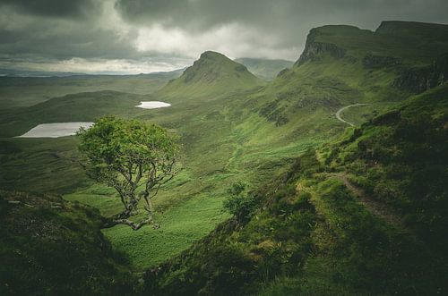 Einsamer Baum bei Quiraing