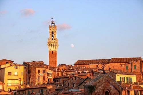 Tour de l'horloge de SIena dans la lumière du soir