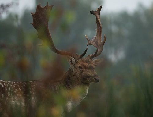 le daim aux couleurs de l'automne