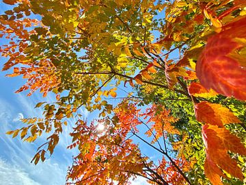 Feuilles d'automne colorées