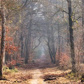 A sunny forest path in the gentle morning mist by Saranda in t Veld Fotografie