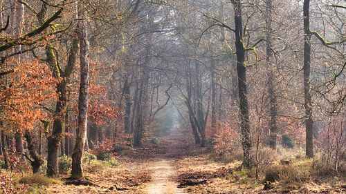 Ein sonniger Waldweg im sanften Morgennebel von Saranda in t Veld Fotografie