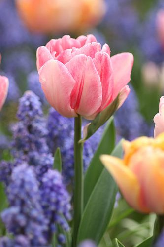 Tulpen en blauwe druifjes.2