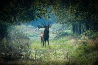 Cerf brûlé