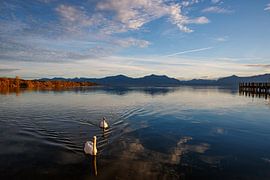 Swans at Chiemsee by Marco Kost