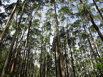 High tree forest in Sri Lanka by Niels Eric Fotografie