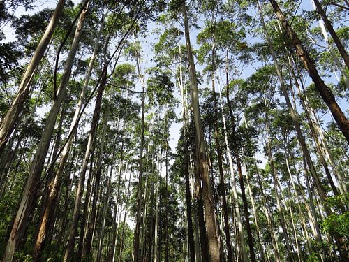 High tree forest in Sri Lanka