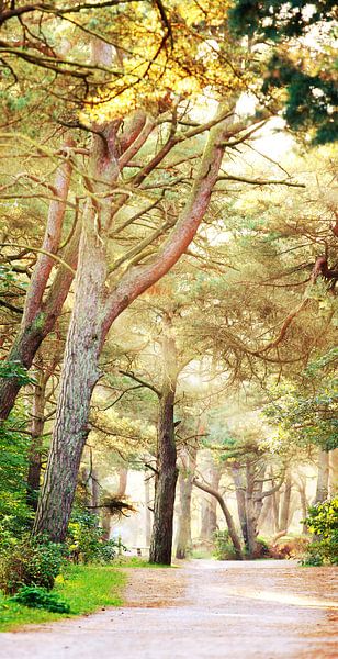 Waldweg van Jana Behr