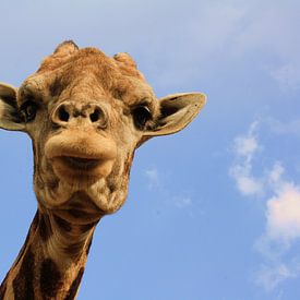 Giraffe  van Marjolein Martens