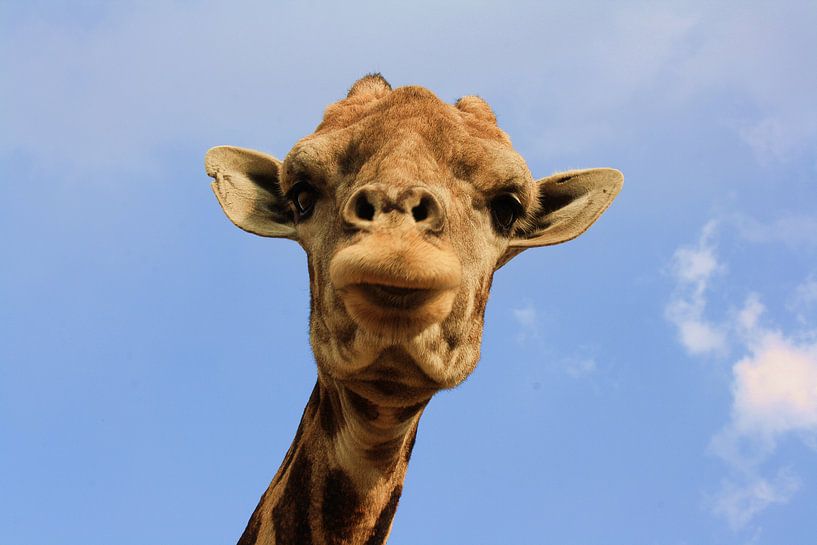 Giraffe  by Marjolein Martens