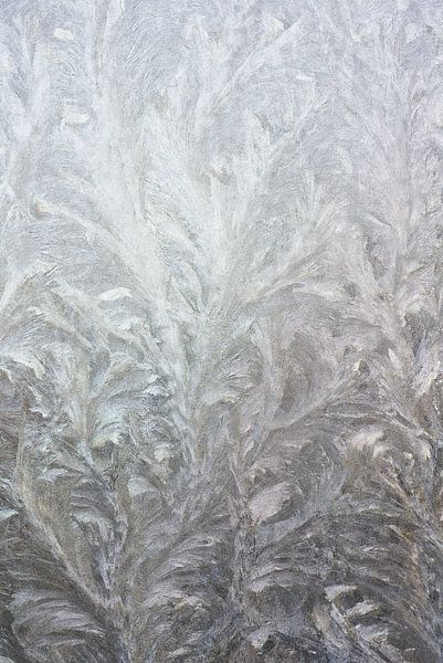 Ice flowers on glass in winter 7008020023 photographer Fred Roest by Fred Roest