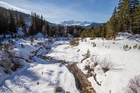 Rasciesa in the snow