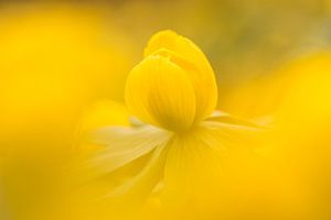 Winter aconite sur Douwe Schut