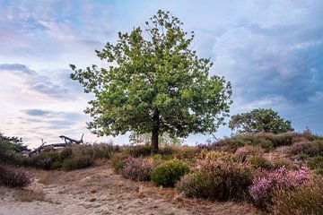 Eenzame boom op de heide bij zonsondergang van Daan Duvillier | Dsquared Photography