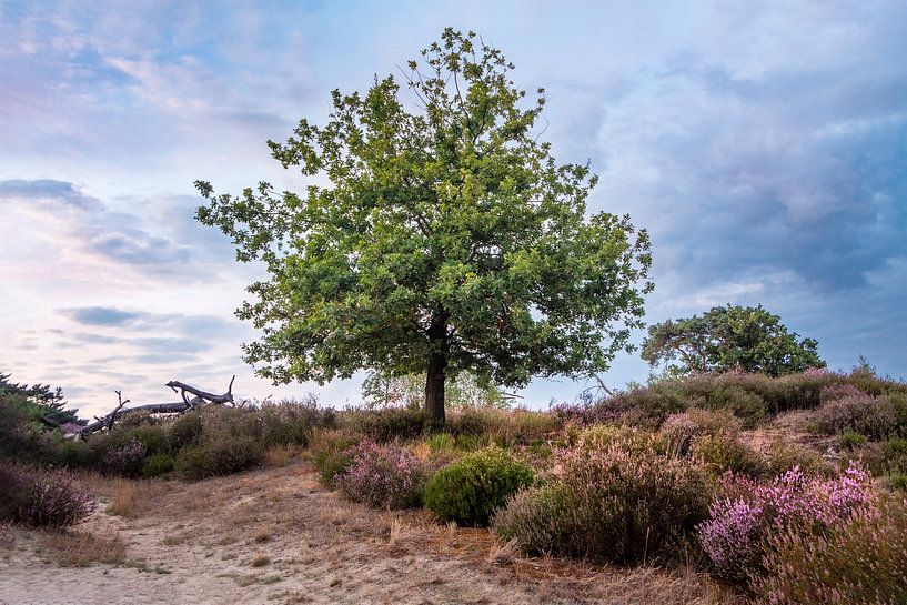Eenzame boom op de heide bij zonsondergang van Daan Duvillier | Regio in de Kijker