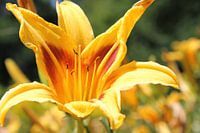 Dominant Yellow