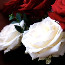 Roses blanches et rouges sur fond sombre sur Idema Media